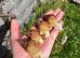 Albino Giant African Snails for sale!