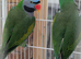 A pair of Lord Derbyans