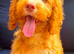 F1 apricot and fox red mini cockapoos 30 dna health tested clear