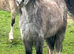 3 year old Welsh Section A filly&rsquo;s