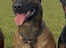 Workingline belgian shepherd puppies