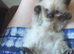 Ragdoll kittens