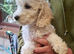 3 F2 white and Maple Cockapoo pups