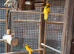 Kakariki babies, this years.