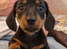 Miniature dachshund 3 males 2 females