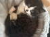 Female fluffy kitten