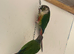 Conure