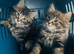 Stunning litter of Main coon kittens ready now