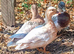 Pair & a Female Call Ducks