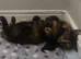 ️two beautiful tuxedo kittens available ️