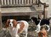 Gorgeous cavalier boys
