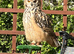Bengle eagle owlets