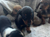 Miniture dachshund