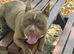 Micro pocket bully male