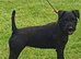 Patterdale x lakeland