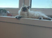 Male Ragdoll