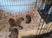 5 beautiful Pomeranian cross.
