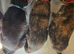 2 cats