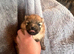 Pomeranian Puppies