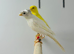 Canaries