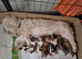 KC registered Lhasa Apso Puppies