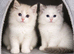 Kittens Ragdoll