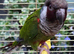 Rare Stunninh White Eared Conure