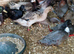 Lovely selection of drakes