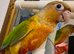 Handreared cheeky conures