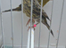BEAUTIFUL PROVEN PAIR OF LIZARDS CANARIES
