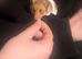 Female Syrian hamster