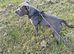 Male Blue Staffy