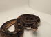 6wk old het Axanthic TSK ball python