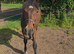 Irish Draught Yearling Gelding