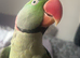 Alexandrine parrot for sale