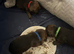 Border Terrier Pups