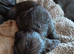 Kc cocker spaniel liver and golden pups born 26/07/26