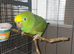 Tame female yellow crowned Amazon