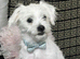 Maltese 5 momths male