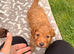 Boy Cockapoo puppy