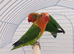 Fischer lovebirds with starter food for sale
