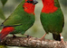 Red & Blue faced 'Hen' Parrot finches Wanted!