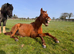 Pre x TB Colt
