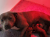 Kc reg black brindle white staffys