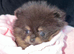 Rare Opportunity True Toy Pomeranian