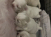 Five Beautiful White & Lavender Imperial / Tea- Cup Shih Tzu’s