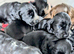 Exceptional Home Reared Cocker Spaniel Puppies