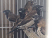 Black-faced Munia