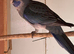 Young Pennant for sale