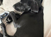 Labrador girl wanting a new home